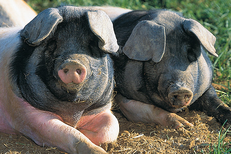 Das Schwäbisch-Hällische Schwein