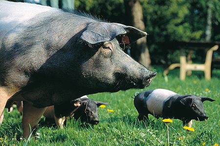 Das Schwäbisch-Hällische Schwein